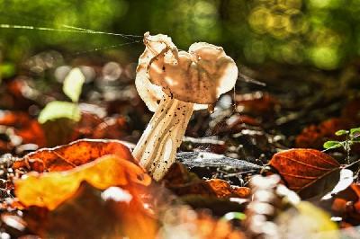 Foto: Werner Pietschmann Herbstlorchel oder Krause Lorchel (Helvella crispa)